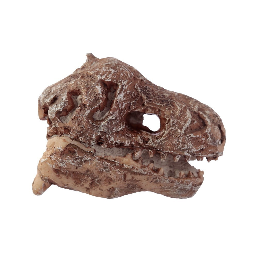 Kit de fouille archéo crânes de Dinosaures